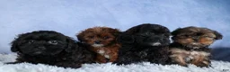 Shorkie dogs for sale: JESSIE - Ad 18