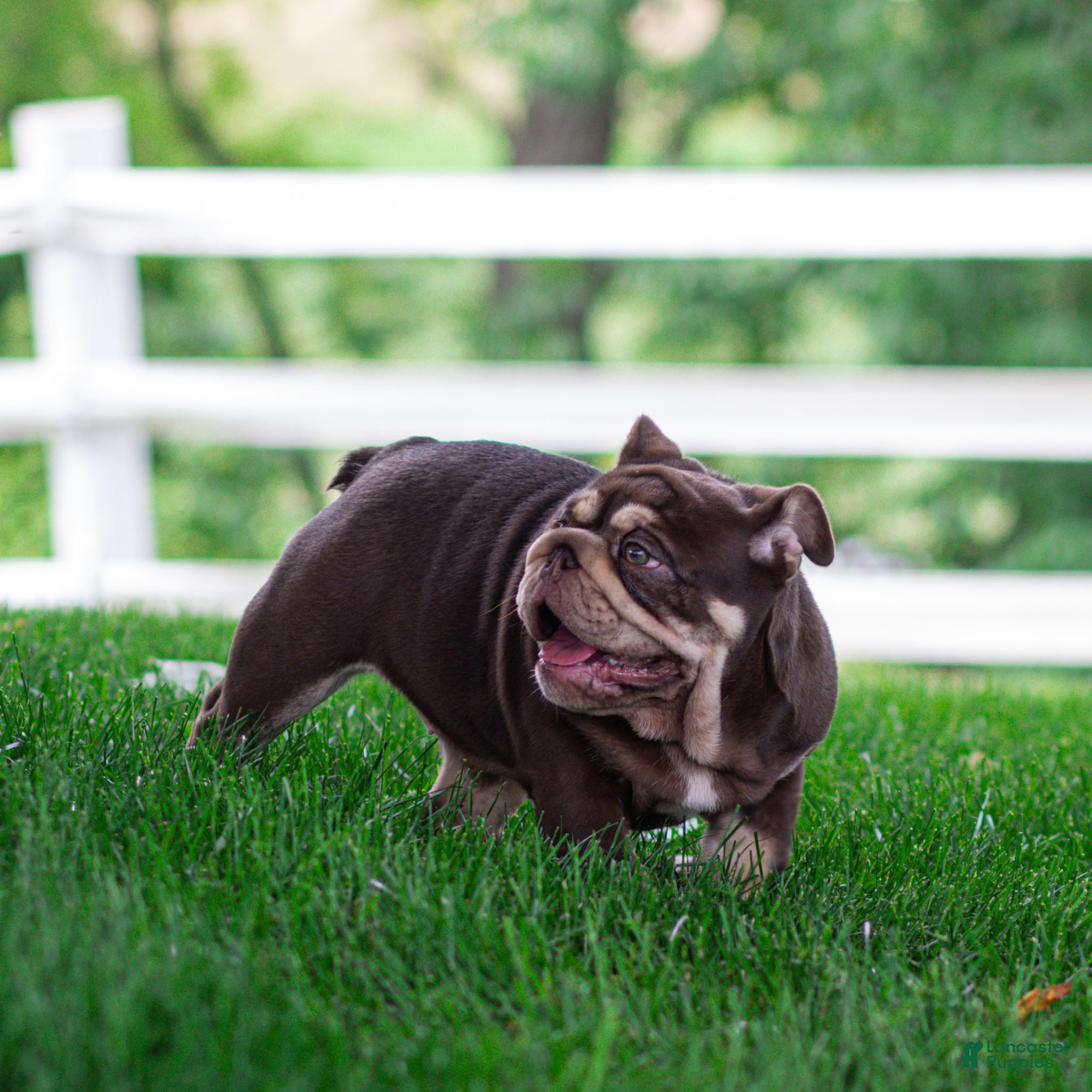 English Bulldog dogs Sable Manroe English Bulldog Puppy  - Ad 2