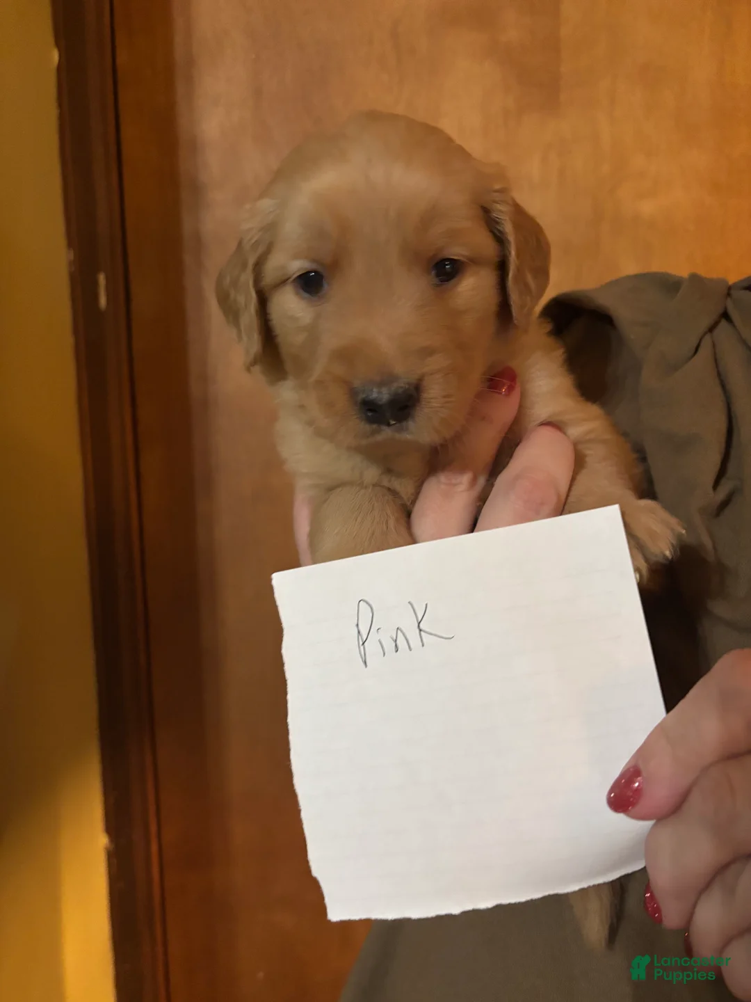 Golden Retriever dogs for sale: Dark Pink - Ad 1