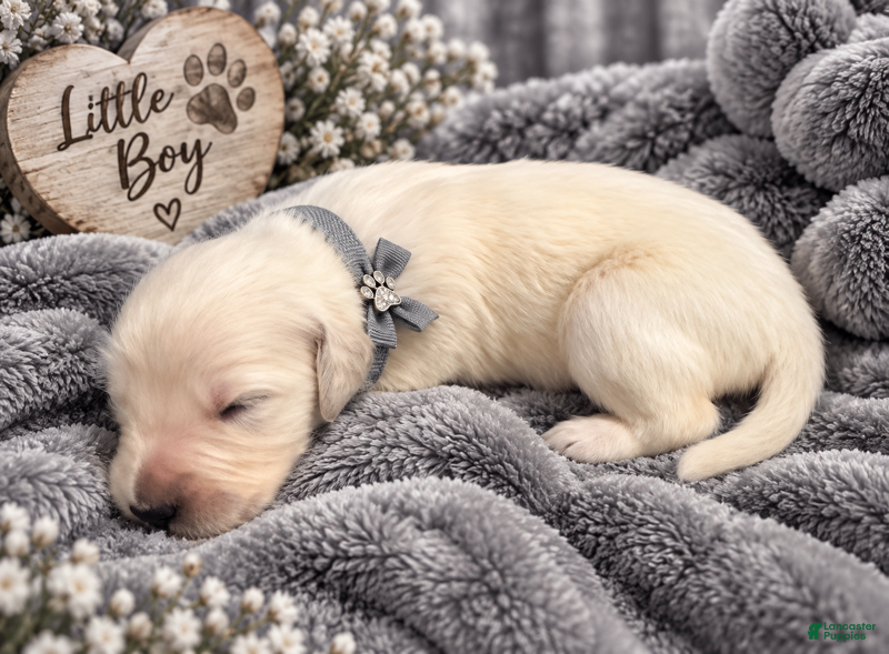 Golden Retriever dogs Hunter - Ad 34