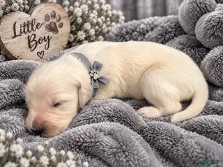 Golden Retriever dogs Hunter - Ad 34