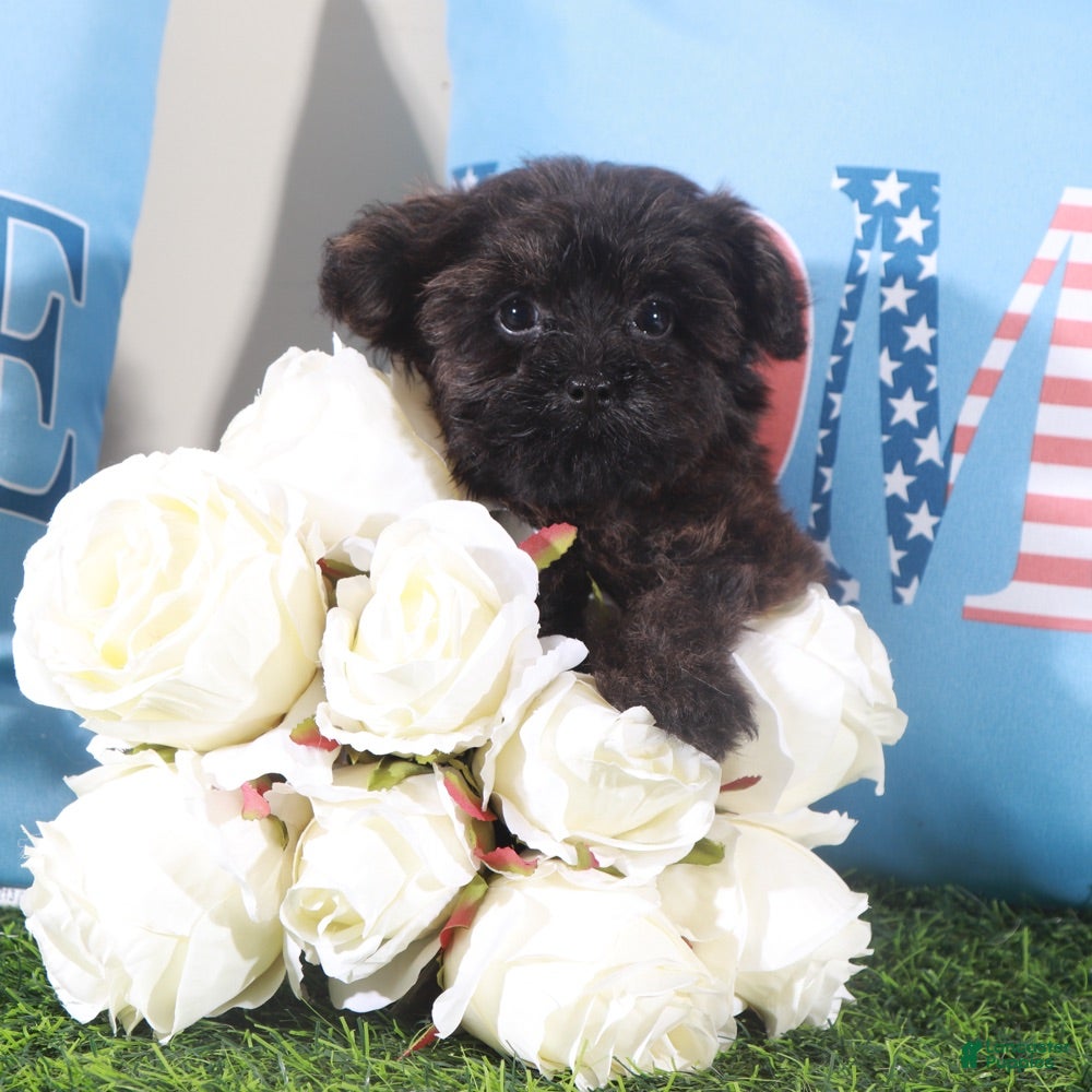 Yorkiepoo dogs Angel-Precious Little Yorkie Puppy - Ad 1