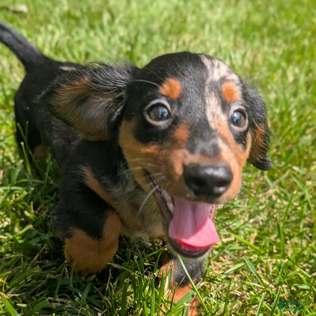 Miniature Dachshund dogs for sale: Miniature Dachshund 2 - Ad 2