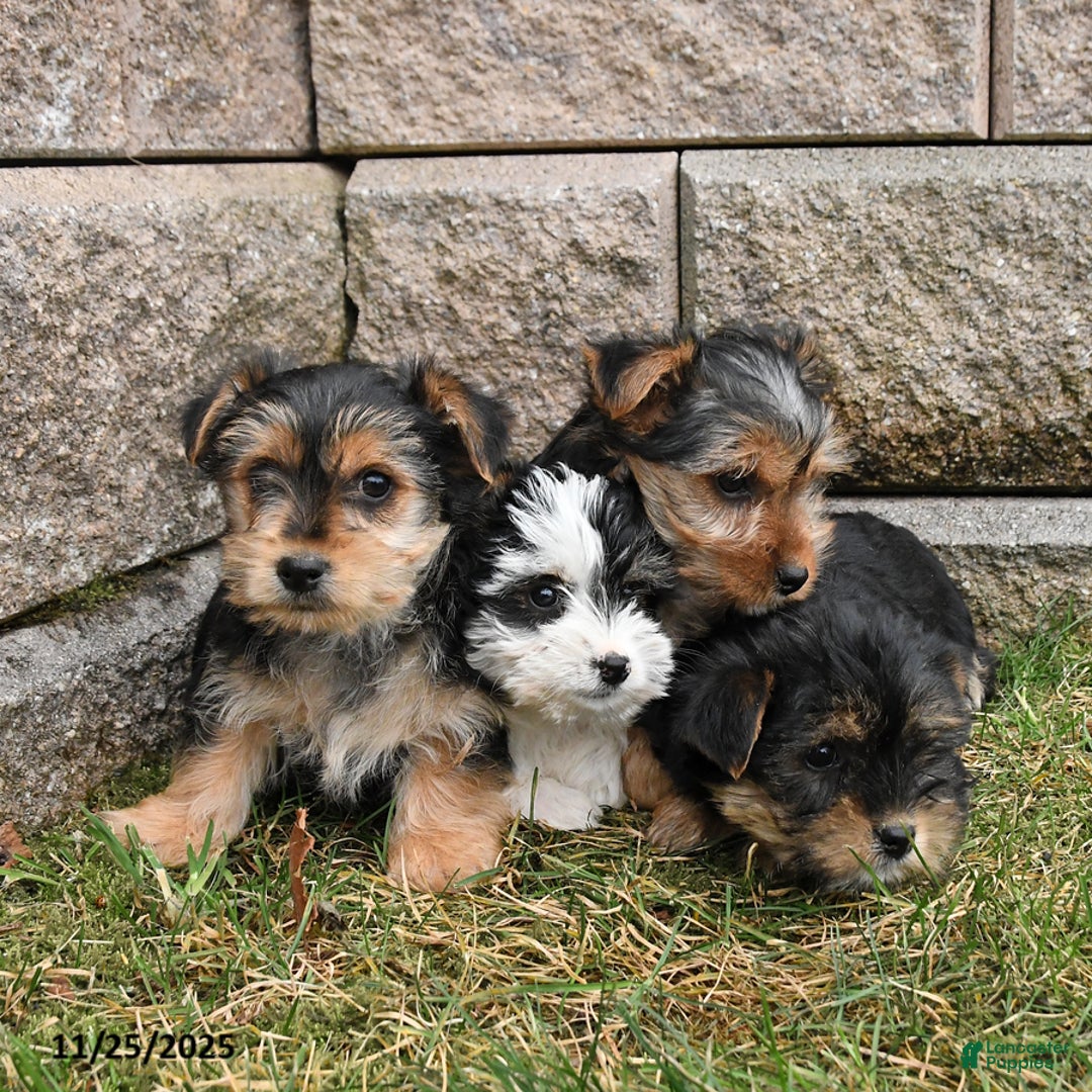 Morkie dogs for sale: Irwin - Ad 3