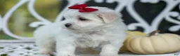 Maltese dogs for sale: MURPHY - Ad 3
