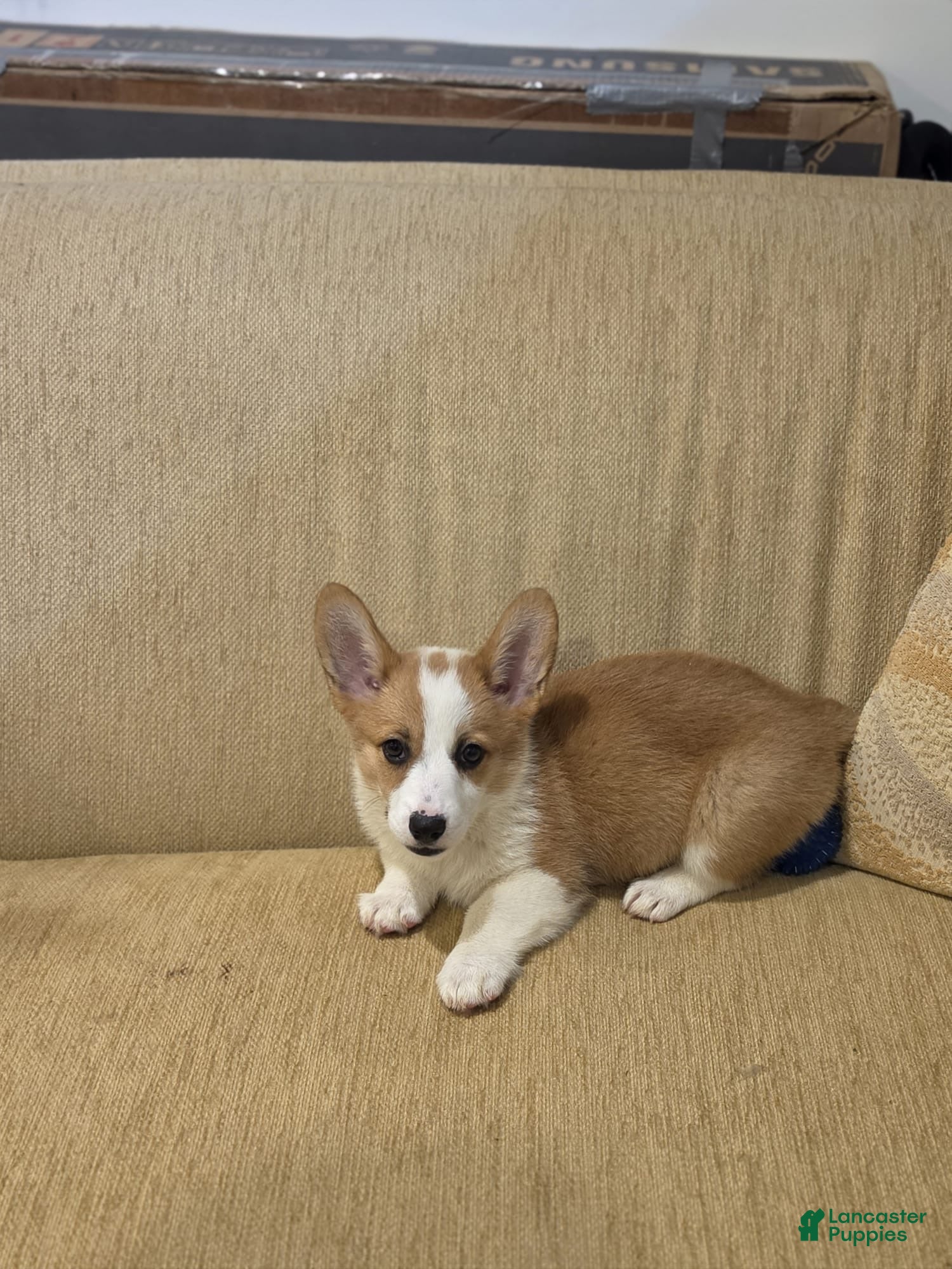 Welsh Corgi Pembroke dogs Welsh Corgi Pembroke 2 - Ad 2