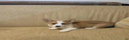 Welsh Corgi Pembroke dogs for sale: Welsh Corgi Pembroke 2 - Ad 2