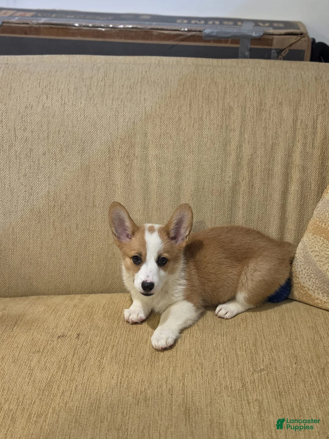 Welsh Corgi Pembroke dogs for sale: Welsh Corgi Pembroke 2 - Ad 2