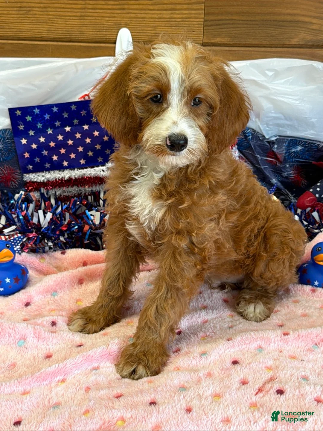 Labradoodle dogs for sale: Casanova - Ad 2