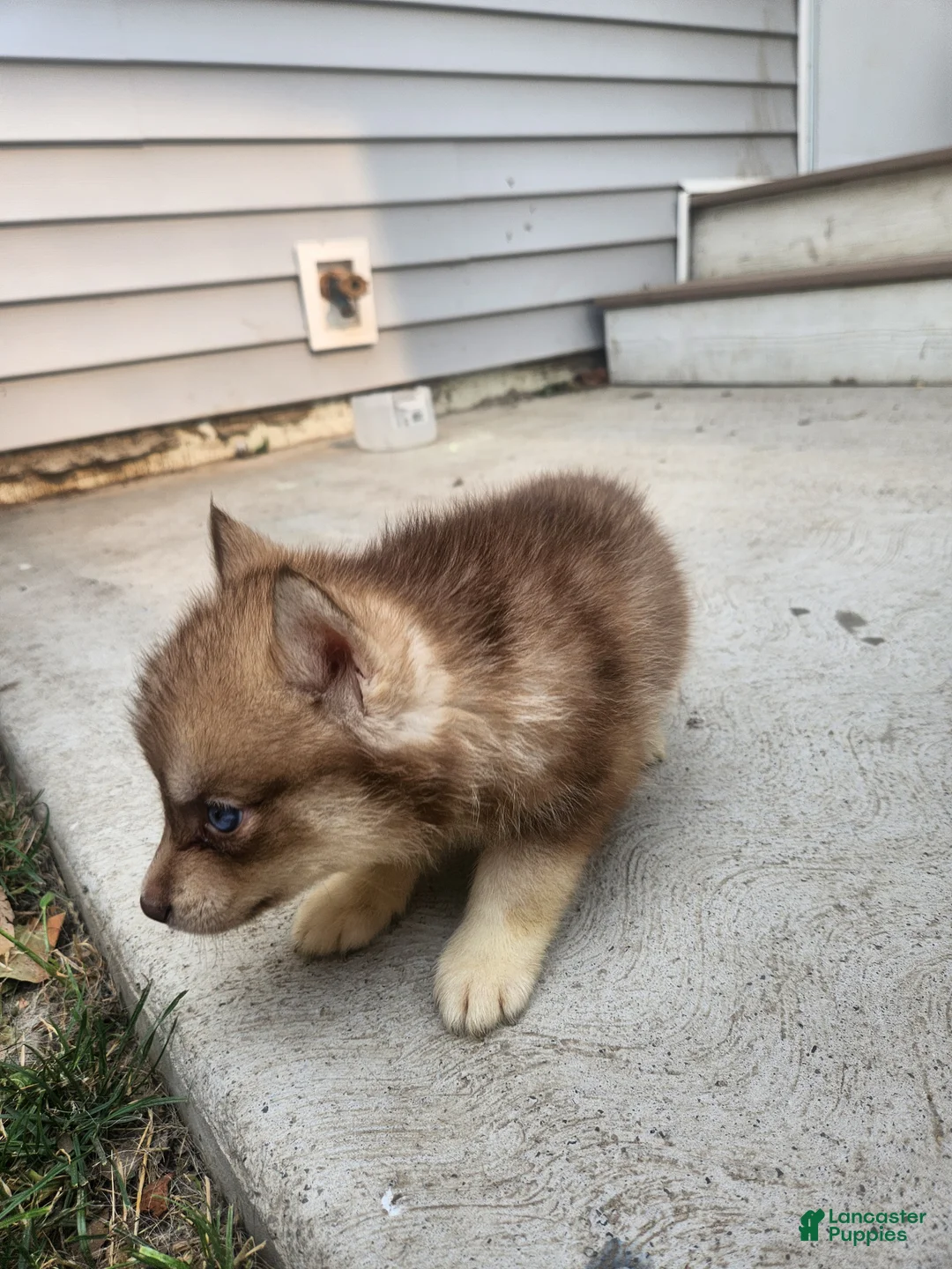Siberian Husky dogs for sale: Siberian Husky 2 - Ad 4