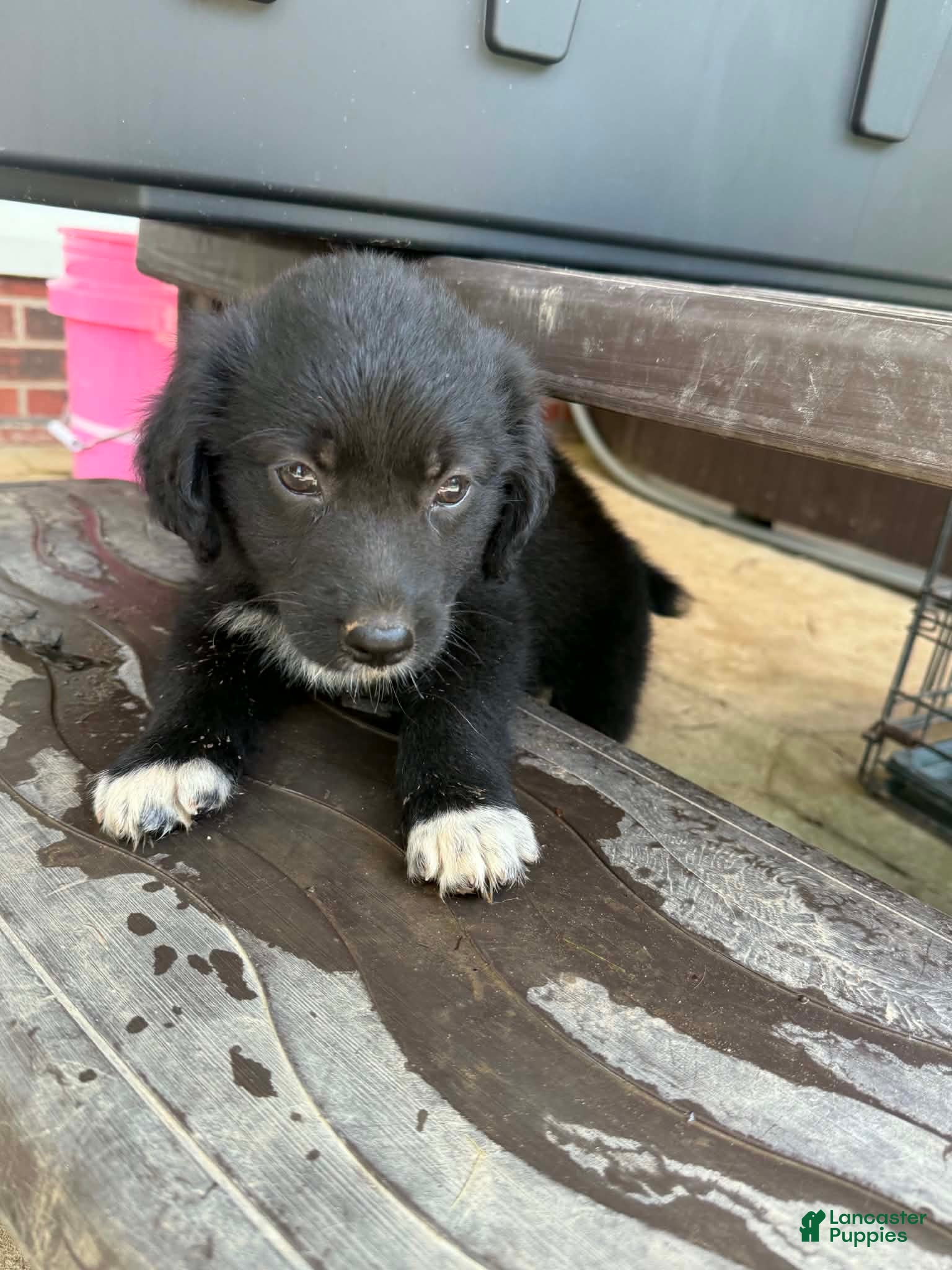 Australian Shepherd dogs Australian Shepherd 1 - Ad 24