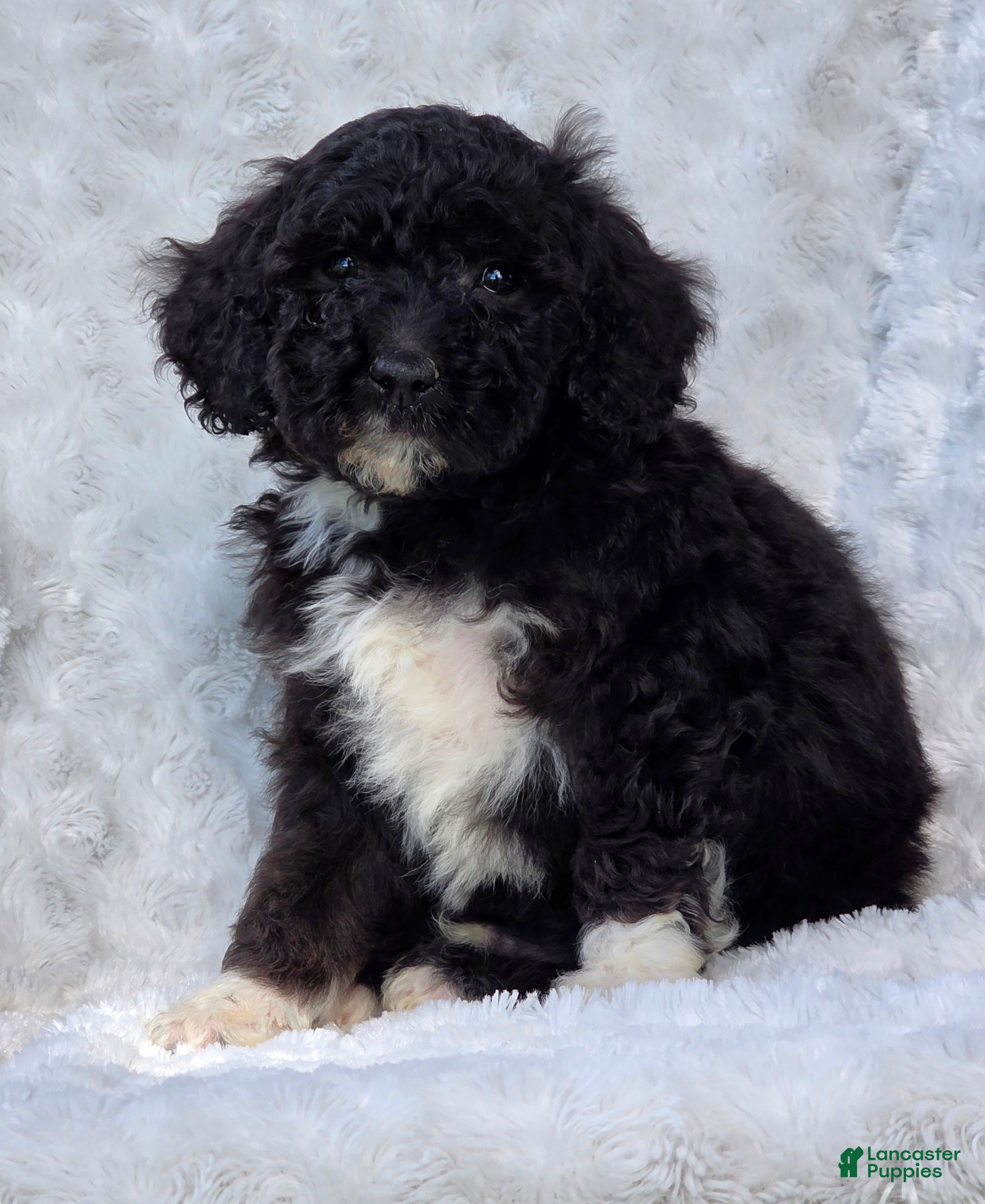 Mini Goldendoodle dogs Barry - Ad 2