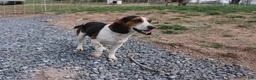 Beagle dogs for sale: Elikhana - Ad 4