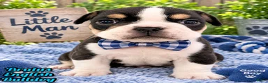 Brutus Male English Bulldog