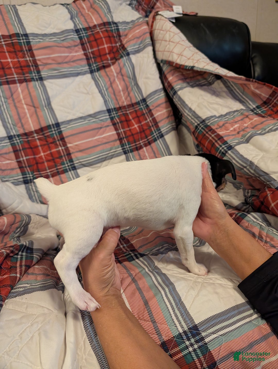 Toy Fox Terrier dogs for sale: Junior - Ad 2