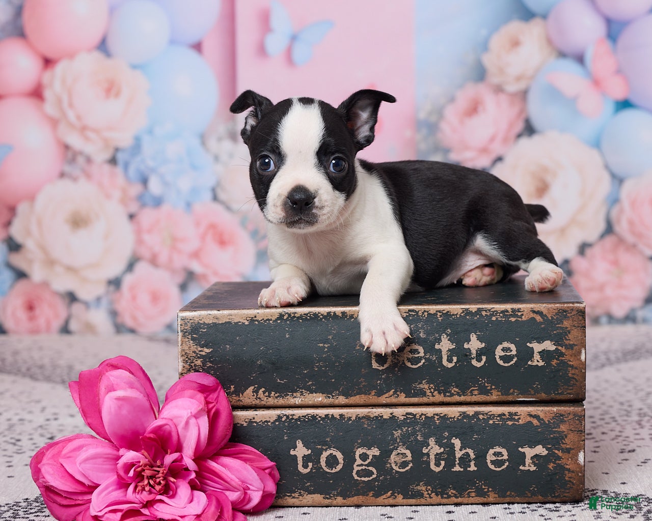 Boston Terrier dogs Hyacinth - Ad 1