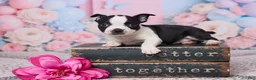Boston Terrier dogs for sale: Hyacinth - Ad 1