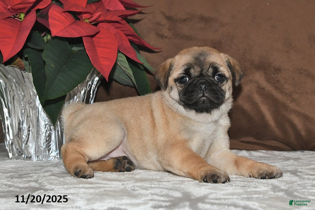 Mixed Breed dogs for sale: Cutie - Ad 9