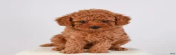 Toy Poodle dogs for sale: Caspian - Ad 21