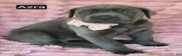 Cane Corso dogs for sale: Azra - Ad 3