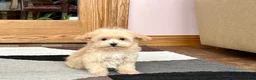 Maltipoo dogs for sale: Maltipoo Male Puppy 1 - Ad 1