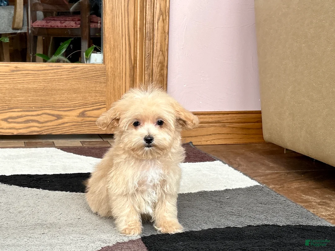 Maltipoo dogs for sale: Maltipoo Male Puppy 1 - Ad 1