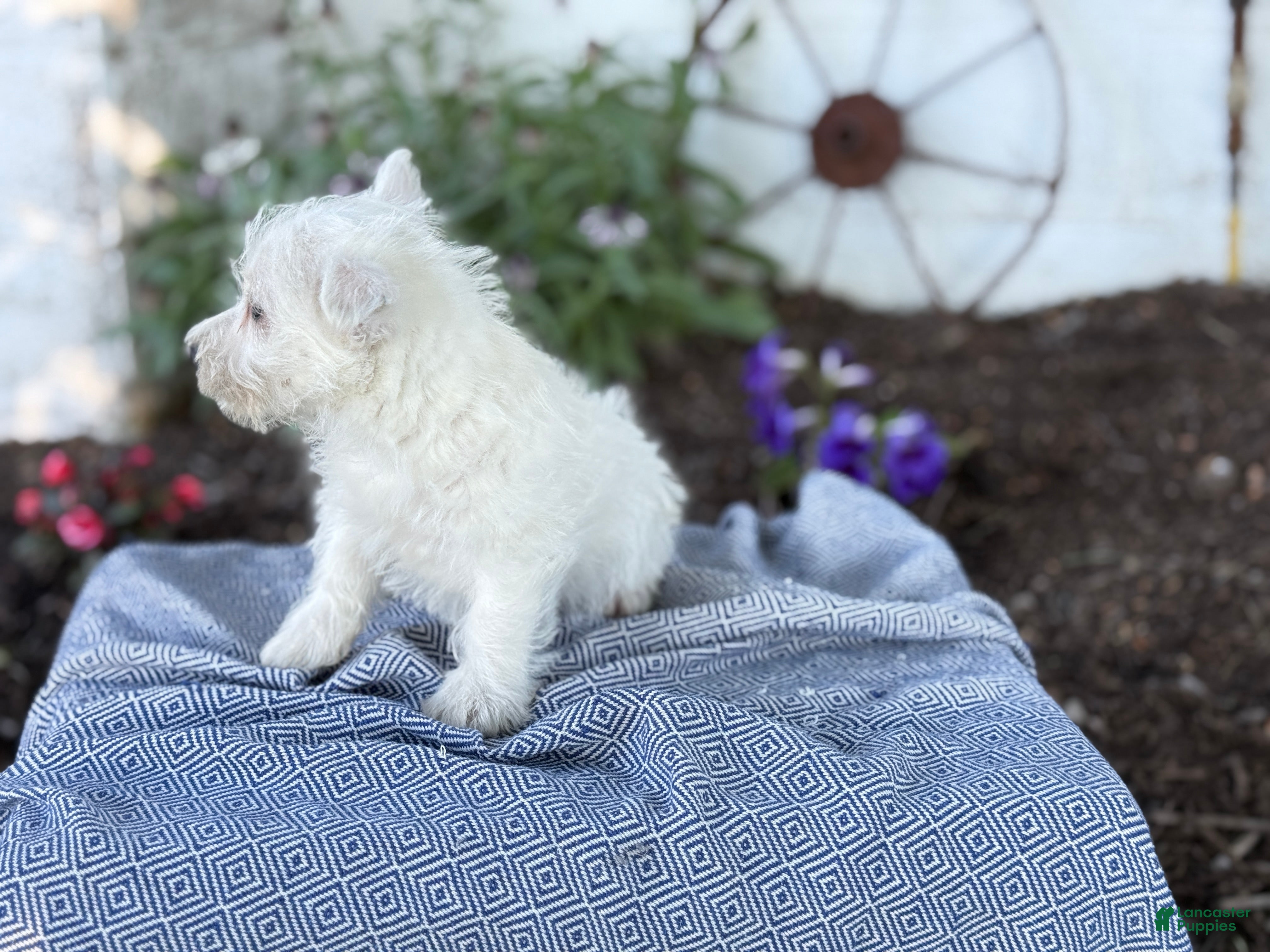 West Highland Terrier dogs Bentley - Ad 2