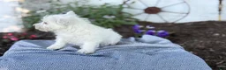 West Highland Terrier dogs for sale: Bentley - Ad 2