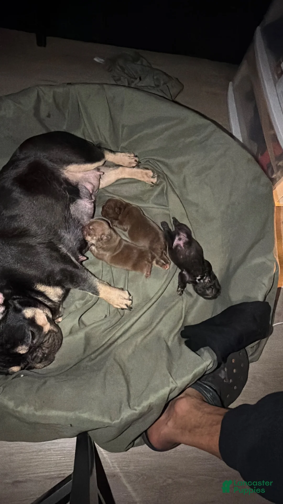 French Bulldog dogs for sale: French Bulldog 3 - Ad 7