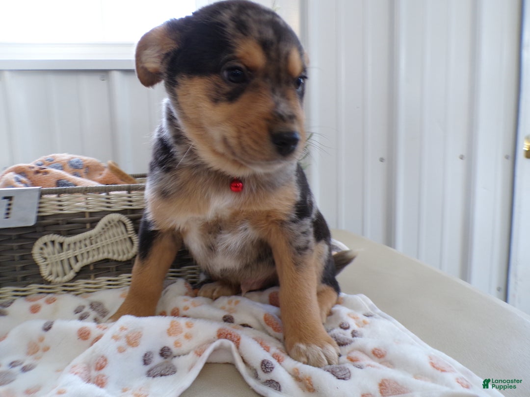 Mixed Breed dogs for sale: Mixed Breed Puppy 1 Marshmello - Ad 3