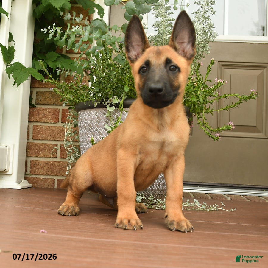 Belgian Malinois dogs Rocco - Ad 2