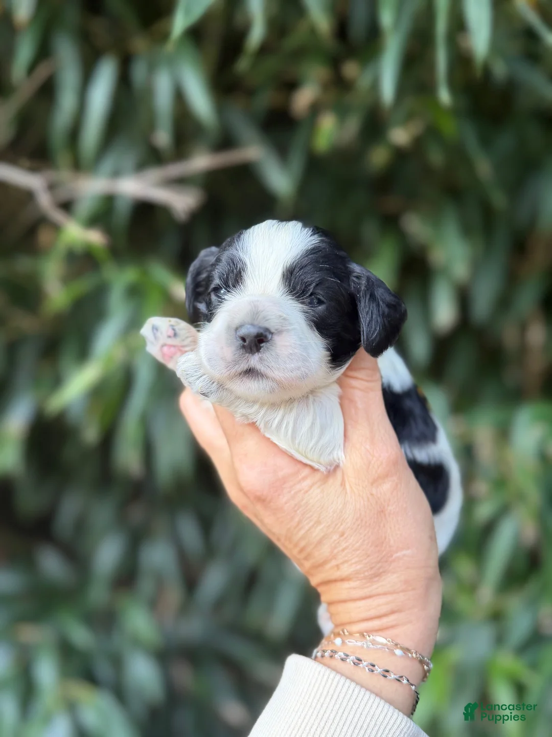 Cocker Spaniel dogs for sale: Cocker Spaniel 4 - Ad 1