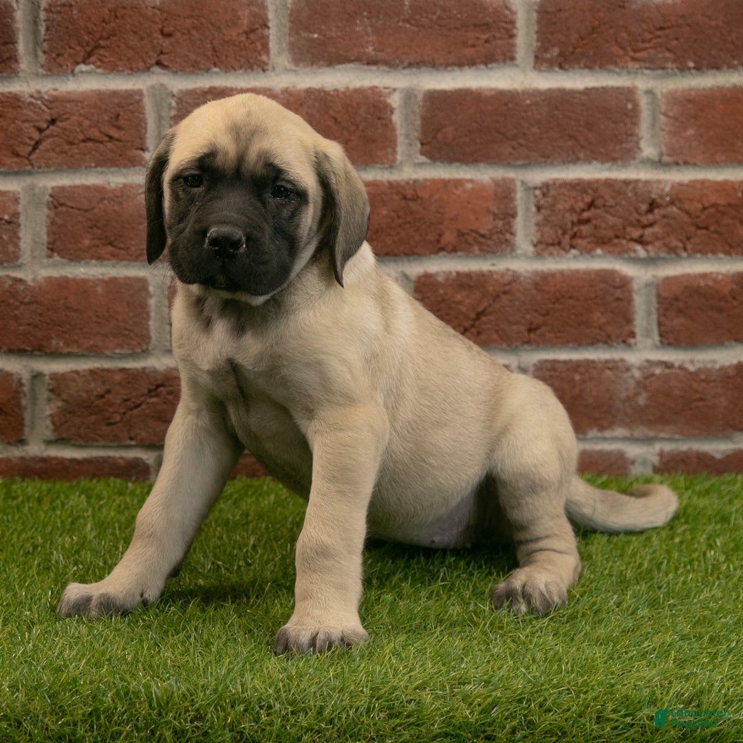 English Mastiff dogs for sale: Misty - Ad 3