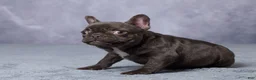 French Bulldog dogs for sale: Chloe - Ad 4