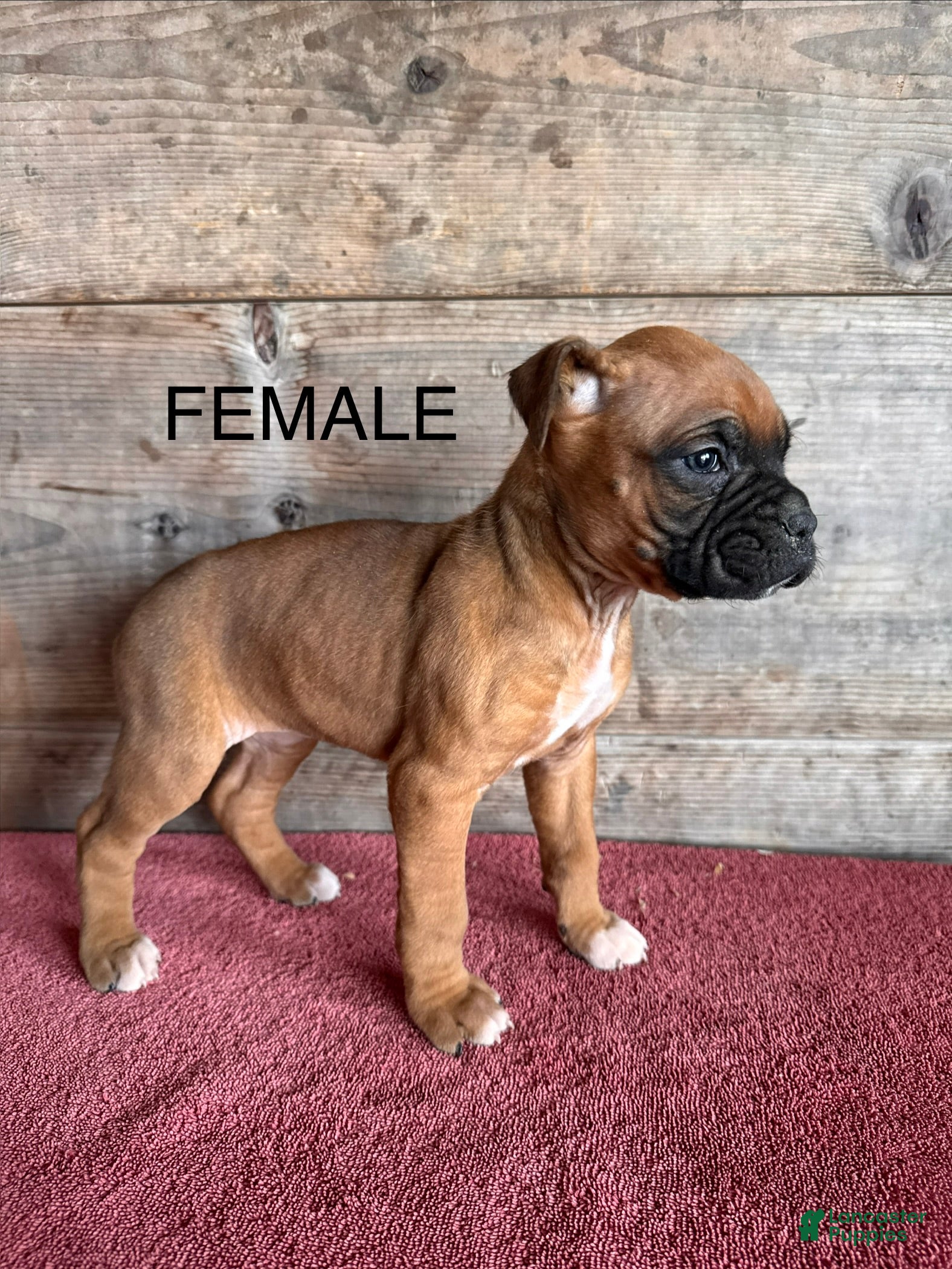 Boxer dogs Boxer Puppy 2 - Ad 6