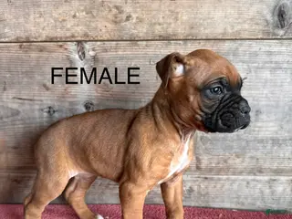 Boxer dogs Boxer Puppy 2 - Ad 19