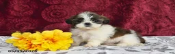 Shih Tzu dogs for sale: Stormy - Ad 4