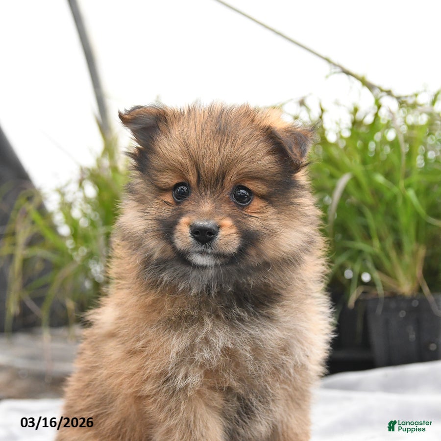 Pomeranian dogs Dexter - Ad 2