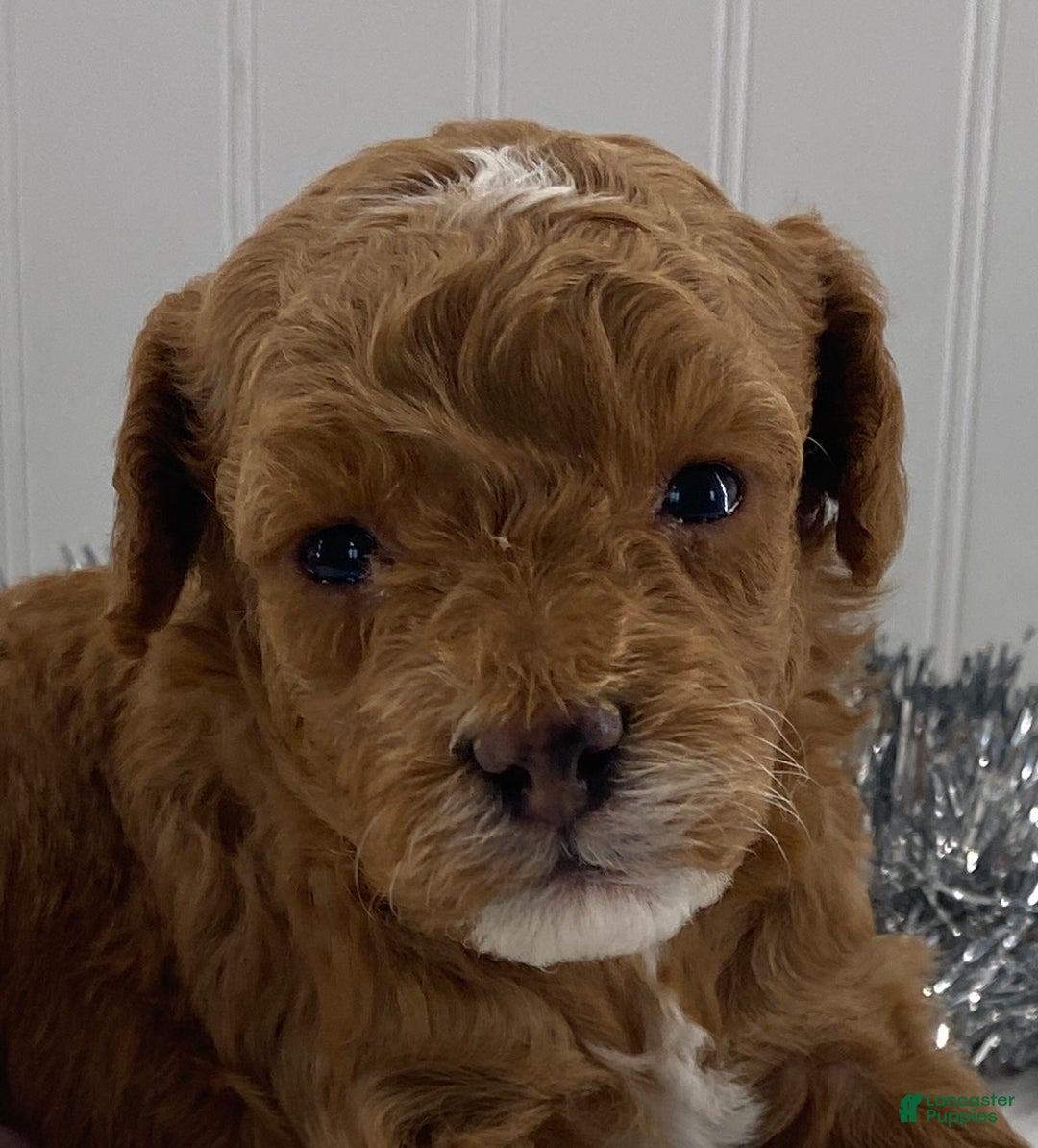 Toy Poodle dogs for sale: River - Ad 4