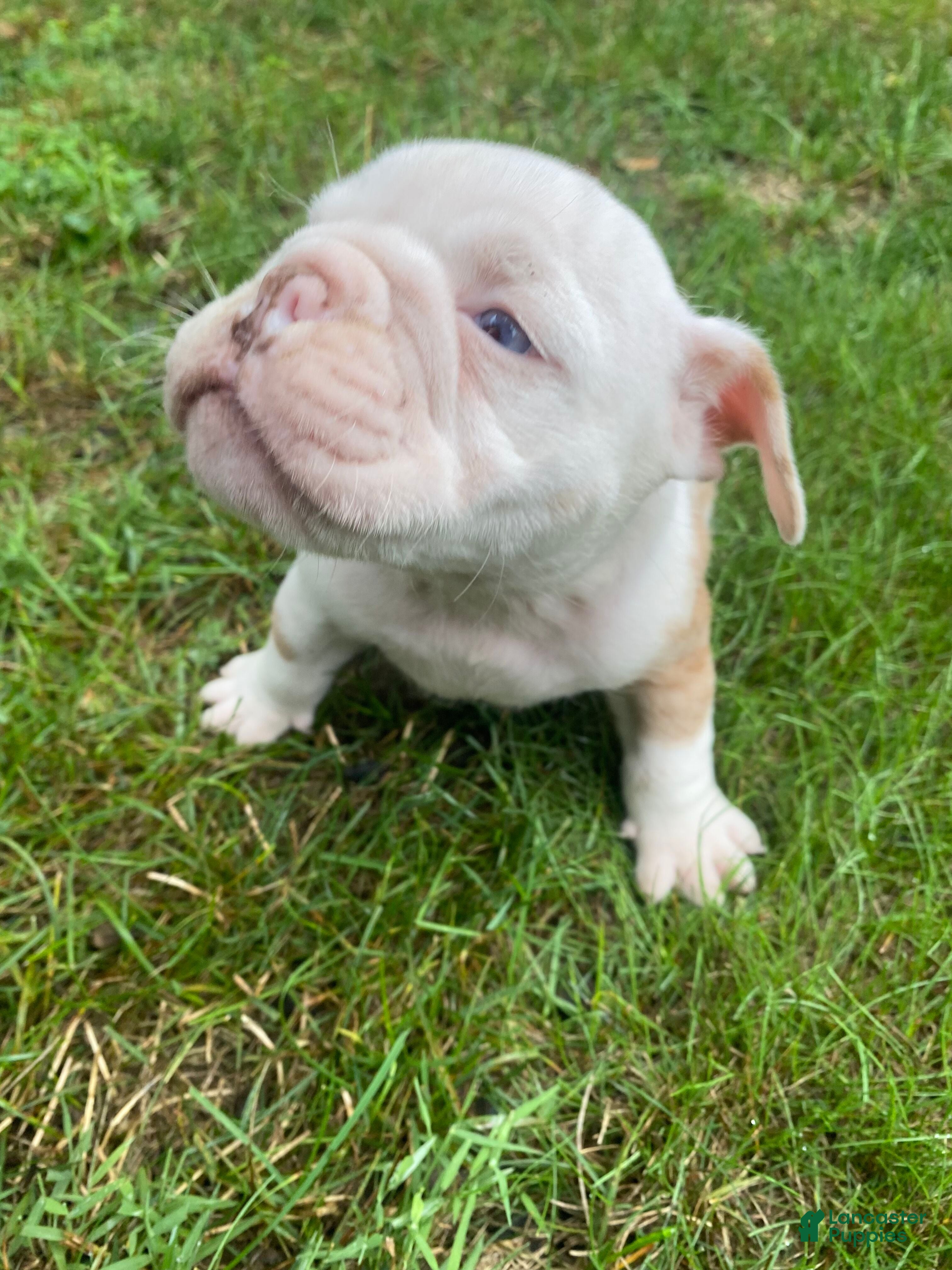 English Bulldog dogs Dexter - Ad 2