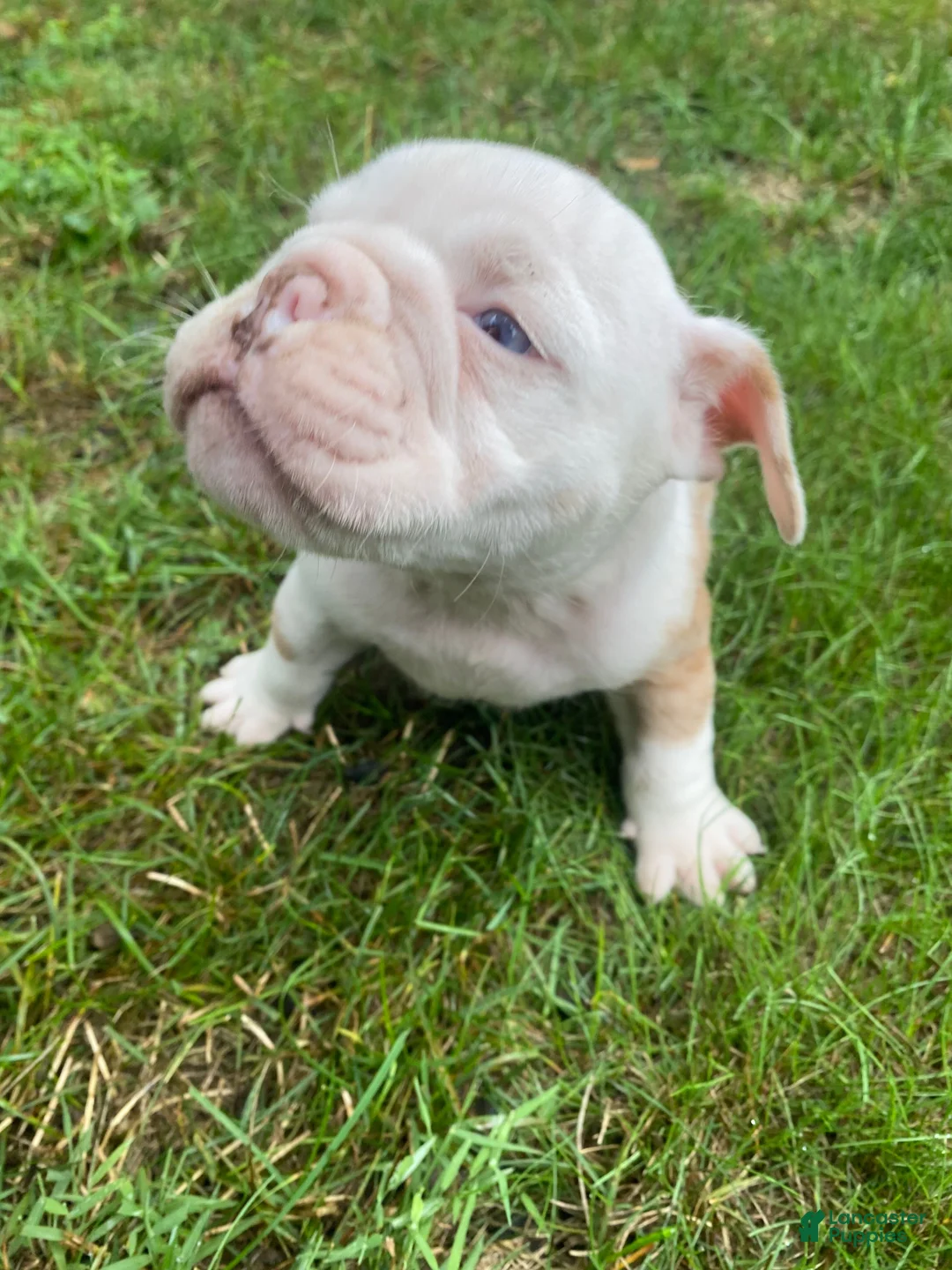English Bulldog dogs for sale: Dexter - Ad 2