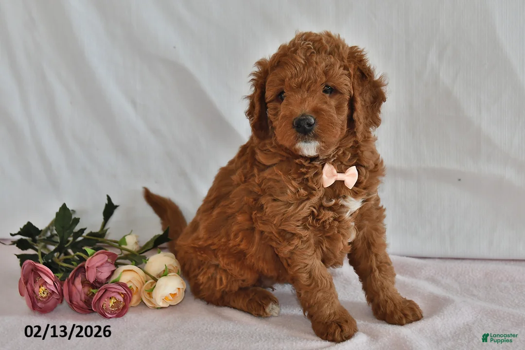 Mini Goldendoodle dogs for sale: Lucy - Ad 3