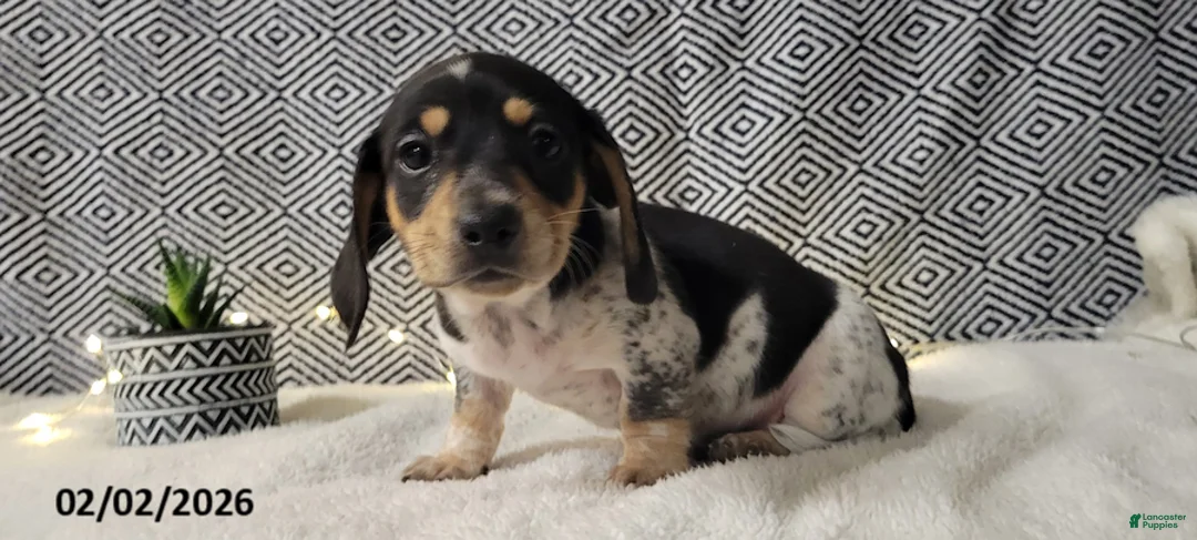 Miniature Dachshund dogs for sale: Joy - Ad 1