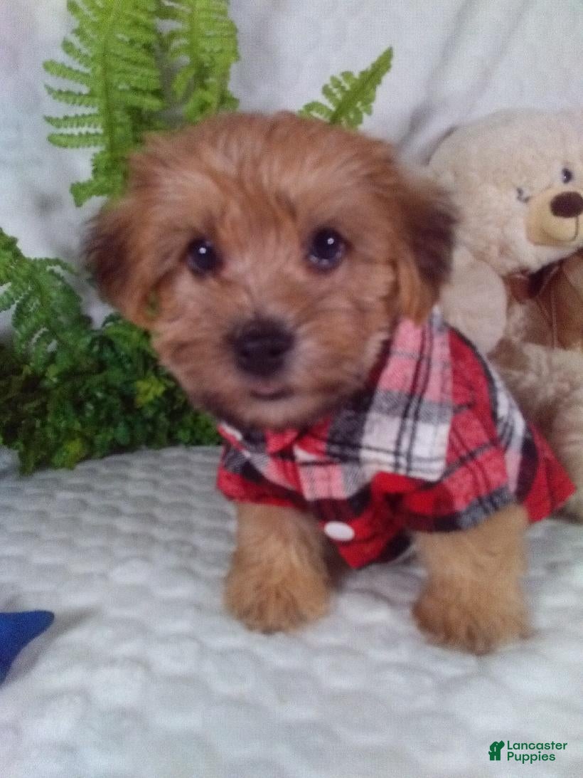 Yochon dogs Gizmo - Ad 2