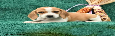 Tina