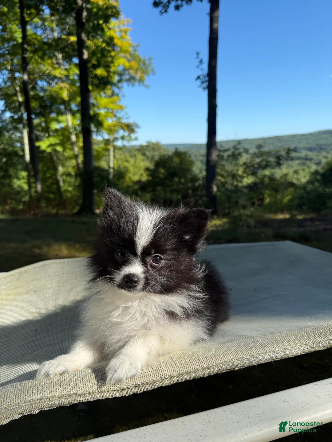Pomeranian dogs for sale: Pomeranian 3 - Ad 1