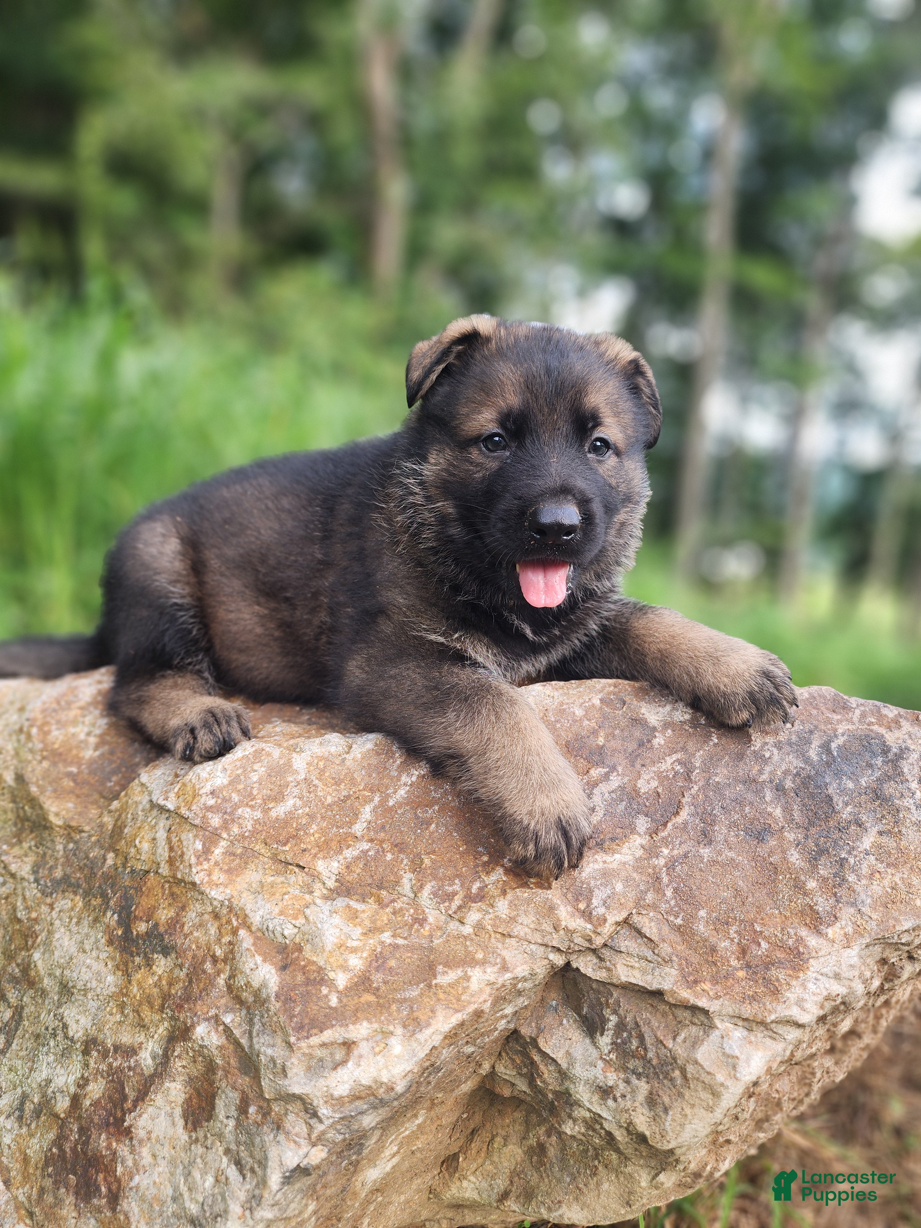 German Shepherd dogs  Tracker - Ad 2