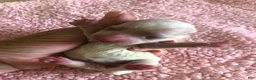 Maltipoo dogs for sale: Brookie - Ad 3