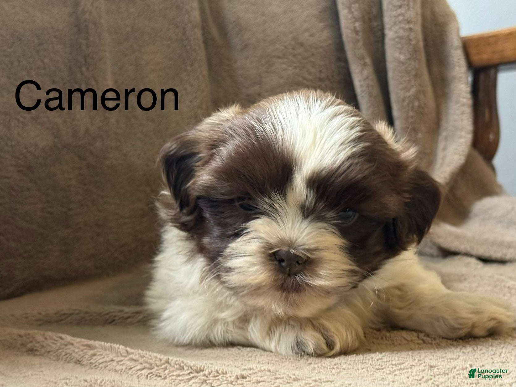 Shih Tzu dogs Cameron - Ad 1