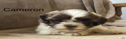 Shih Tzu dogs for sale: Cameron - Ad 1
